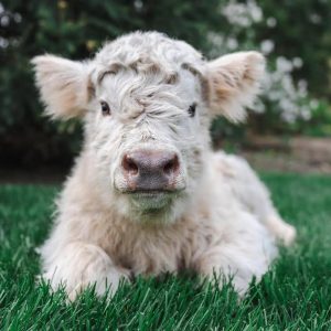 biggie – bull calf