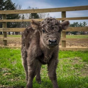 malcolm – bull calf