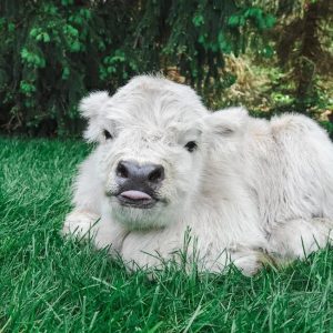 duke — bull calf