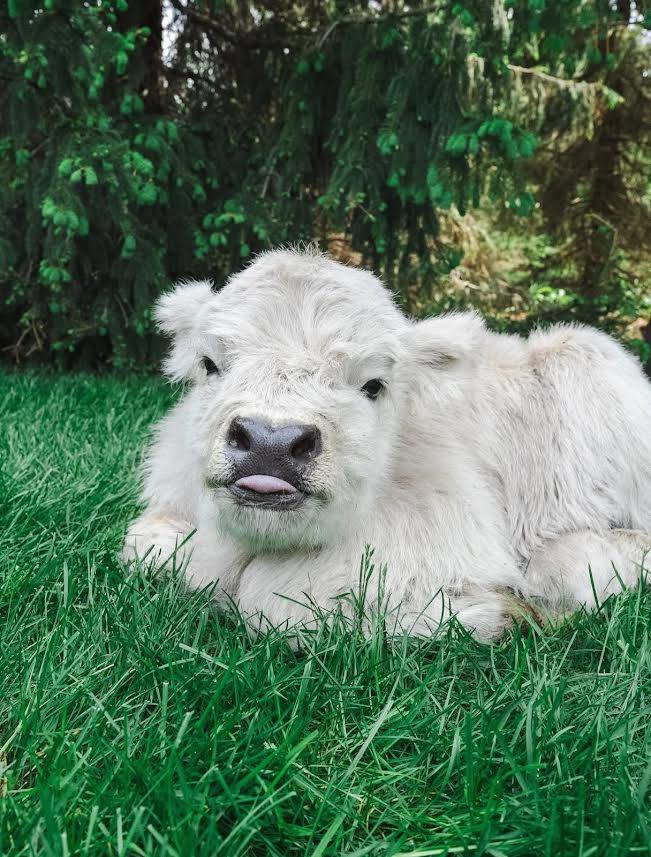 duke — bull calf duke — bull calf