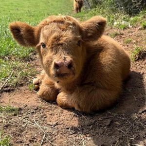 toby bull calf
