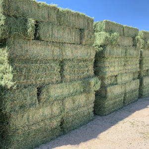 🌿 Premium Hay for Mini Highland Cows – Fresh, Nutritious & Farm-Ready! 🐮